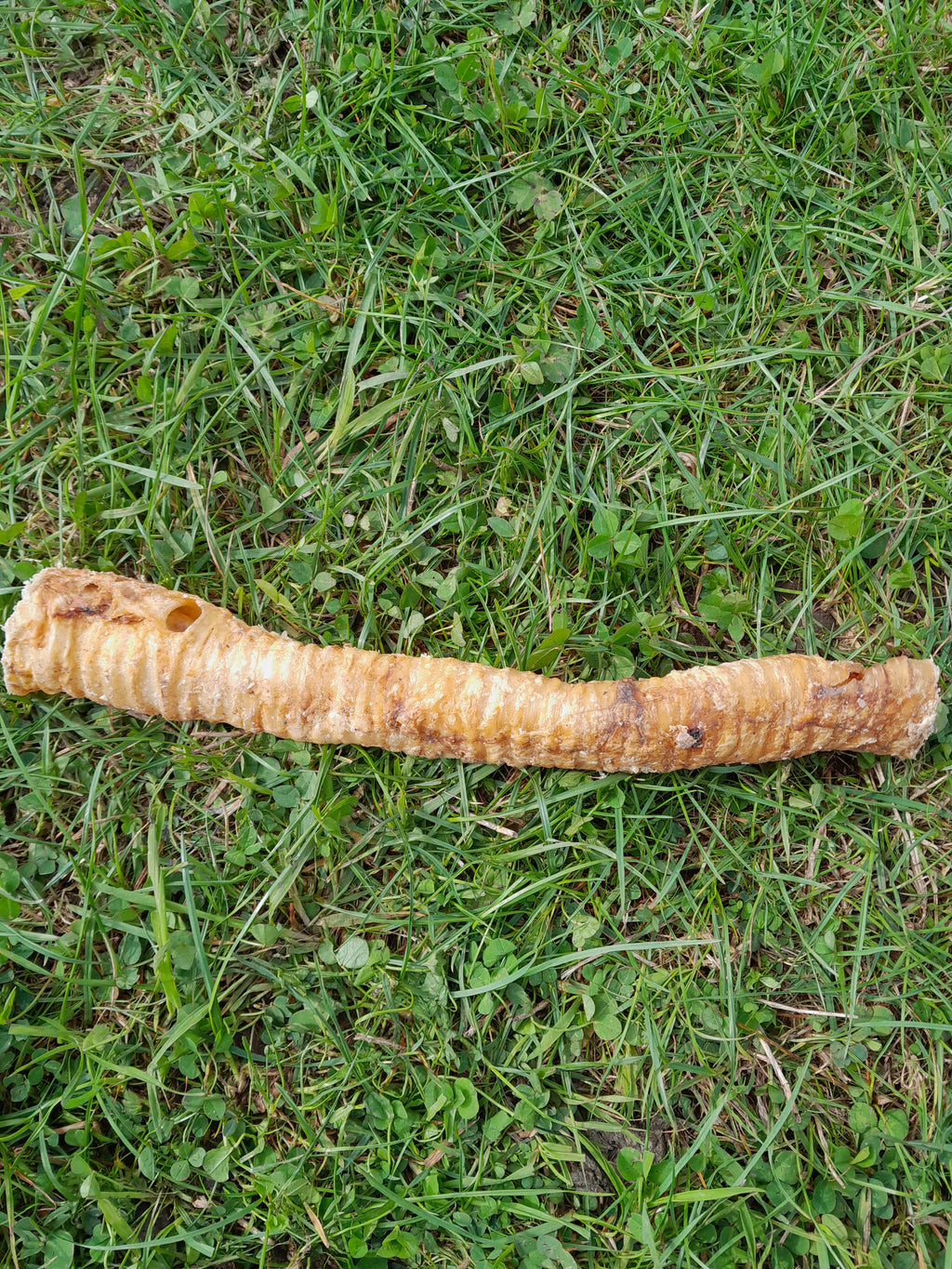 Trachea – British beef