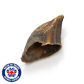 British Hollow Cow Hooves