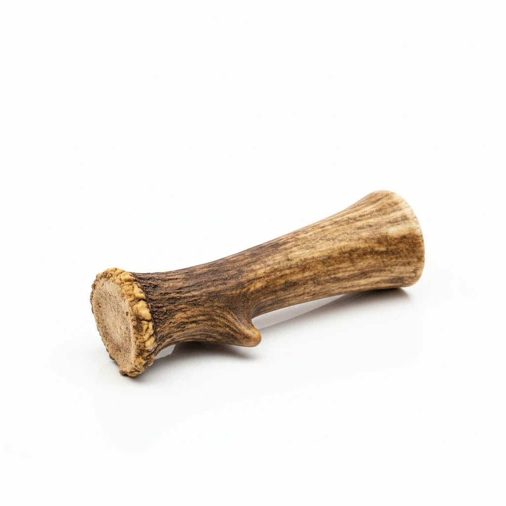 Beltin Pet Treats XL natural deer antler dog chew, a long-lasting and mineral-rich treat for strong chewers.