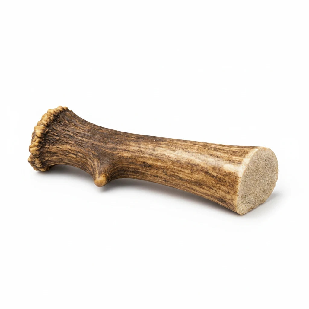 Beltin Pet Treats XL natural deer antler dog chew, a long-lasting, mineral-rich treat for large, powerful chewers.