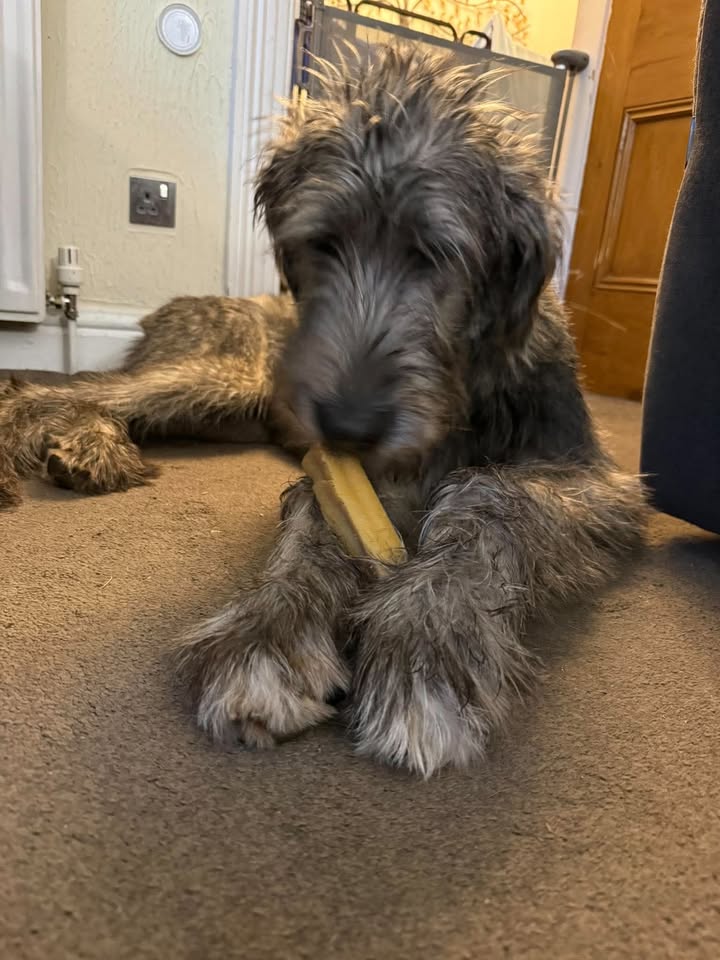 irish wolfhound large yak bar